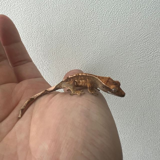익스트림할리퀸 텐저린