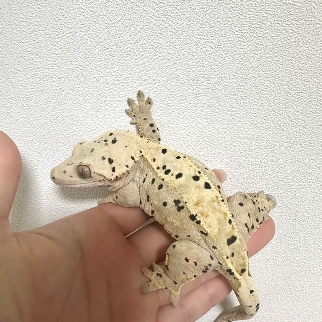 슈퍼달마시안