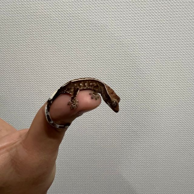 카푸치노