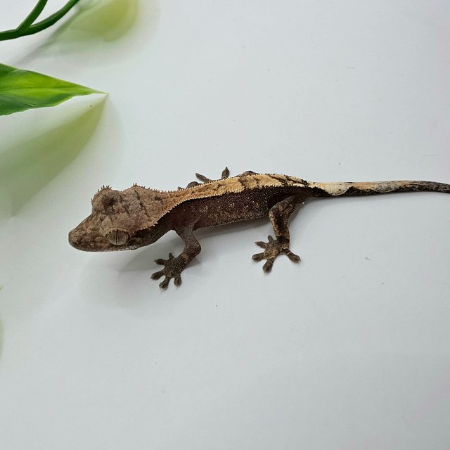 세이블 100%헷아잔틱