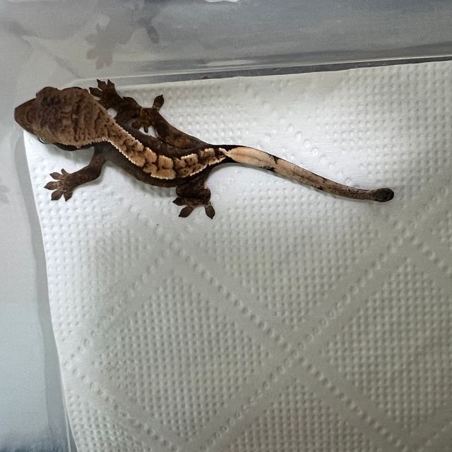 100%헷아잔틱 블랙