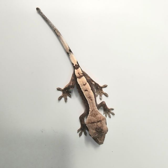 세이블