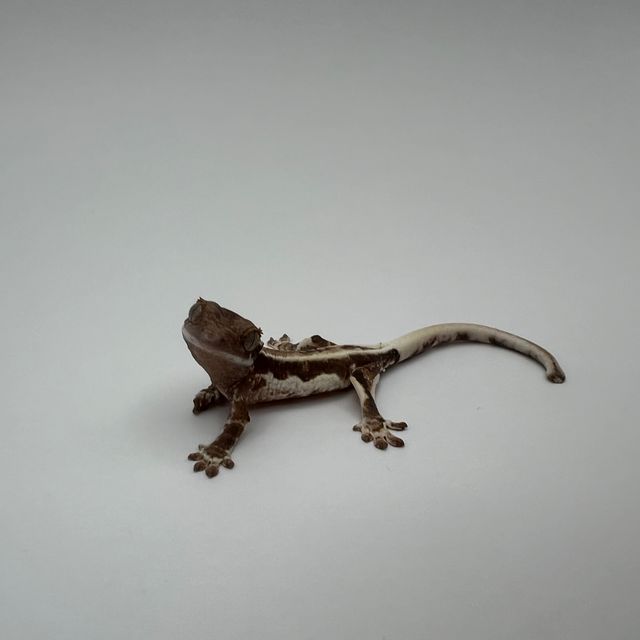 프라푸치노 풀핀