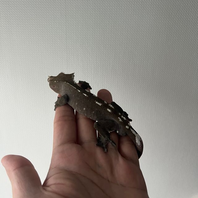 아잔틱