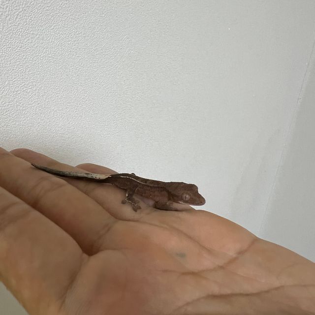 카푸치노