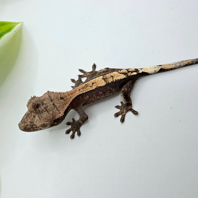 세이블 100%헷아잔틱