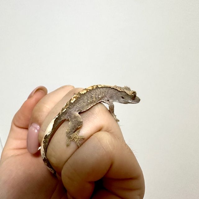 100%헷아잔틱