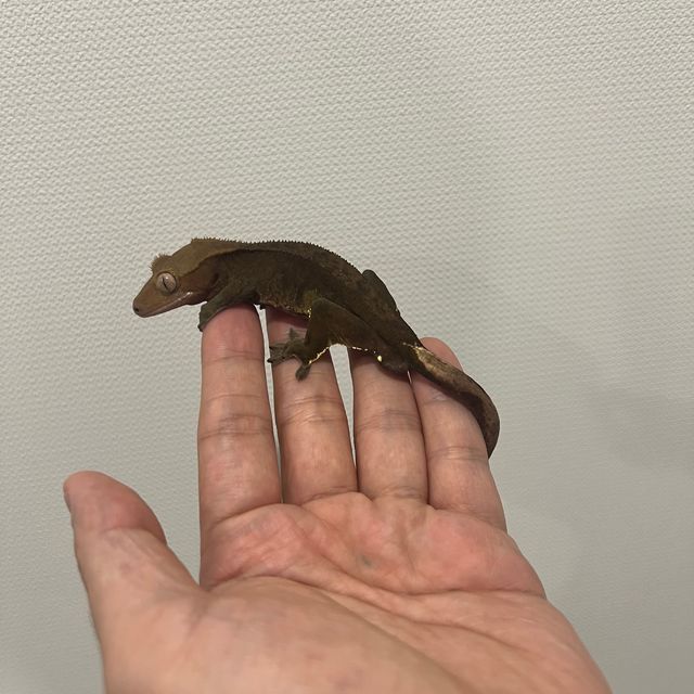 팬텀 벅스킨 다크 챠콜