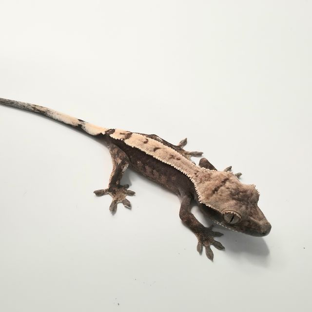 세이블