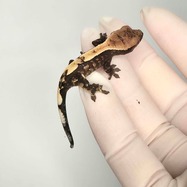 세이블