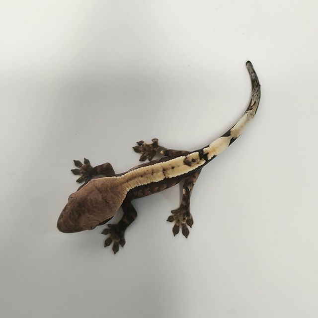 세이블