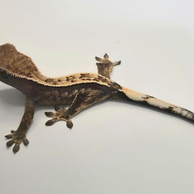 세이블