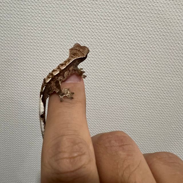 카푸치노