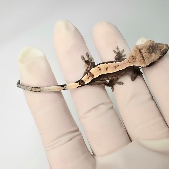 세이블