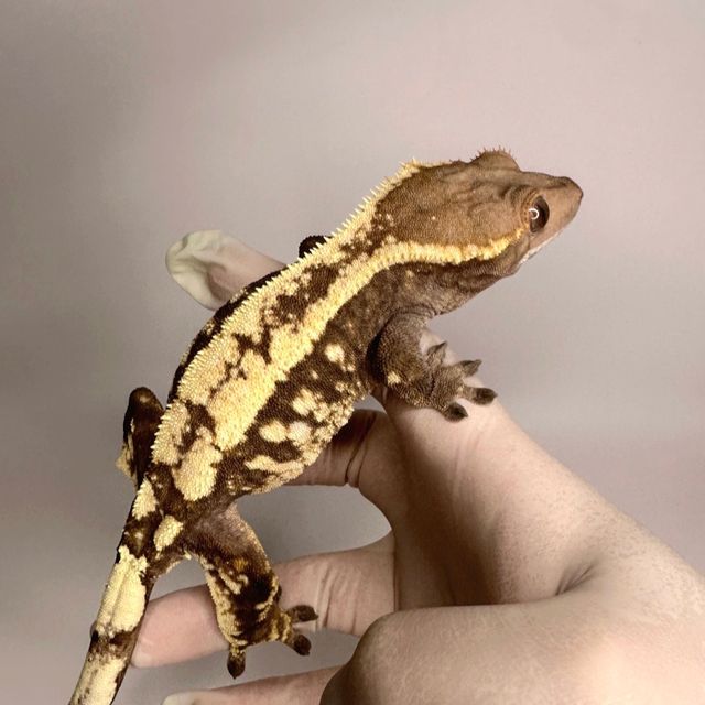 세이블