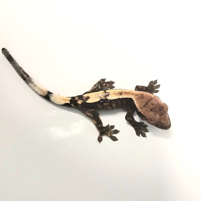 세이블