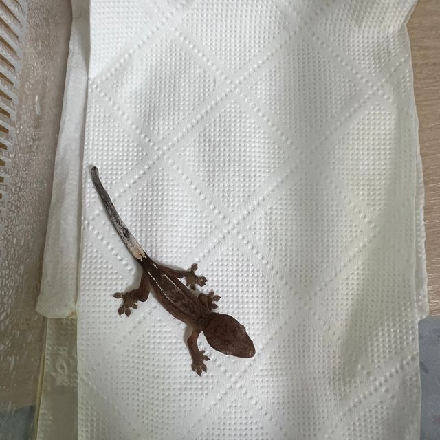 카푸치노