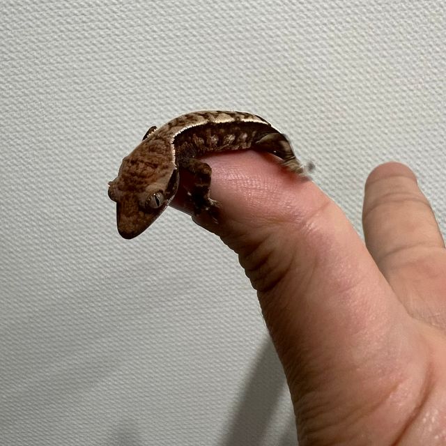카푸치노