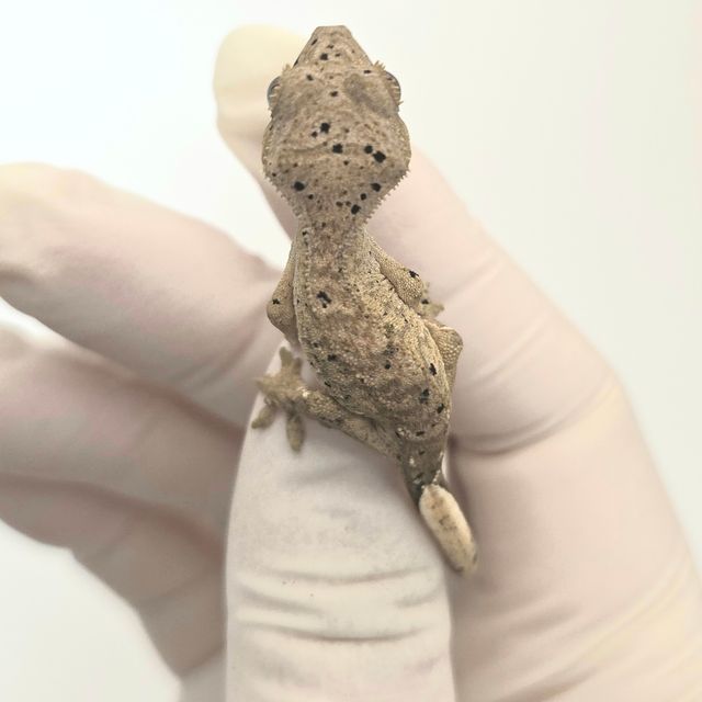 슈퍼달마시안