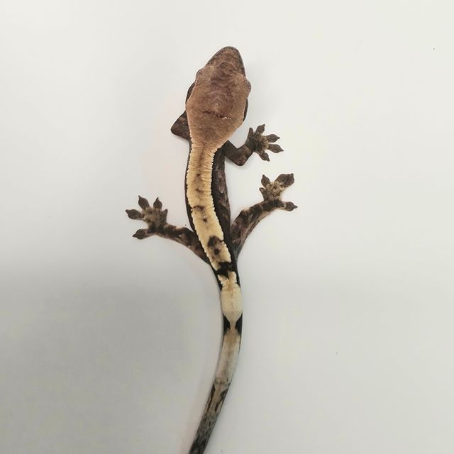 세이블