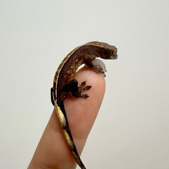 100%헷아잔틱 블랙