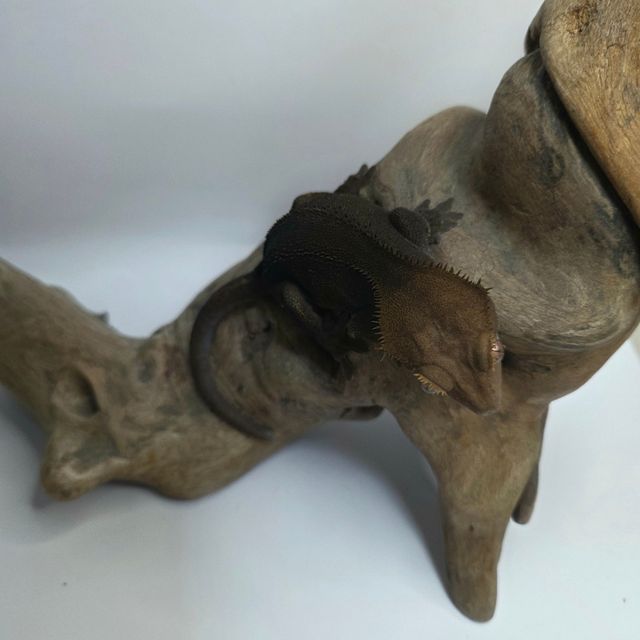 팬텀 카푸치노 챠콜
