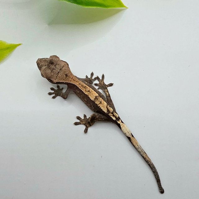 세이블 100%헷아잔틱