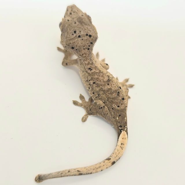 슈퍼달마시안