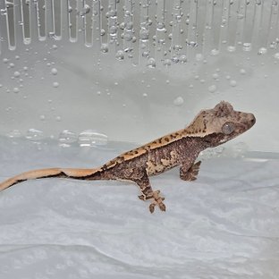 타르트
