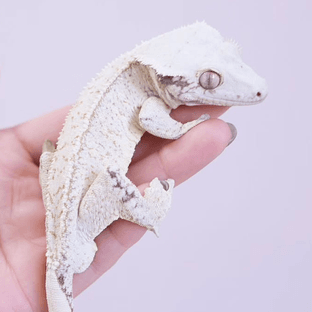 몽룡