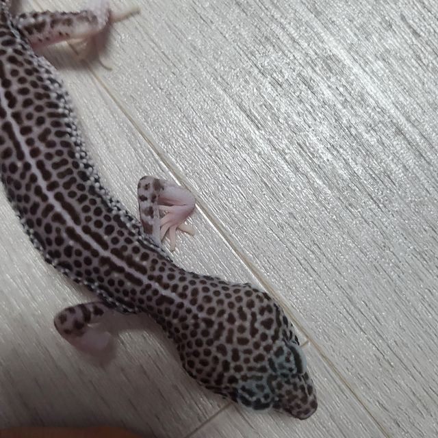 스노우 블랙나이트