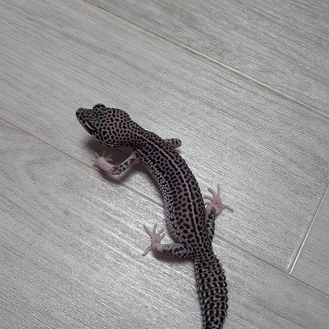 스노우 블랙나이트