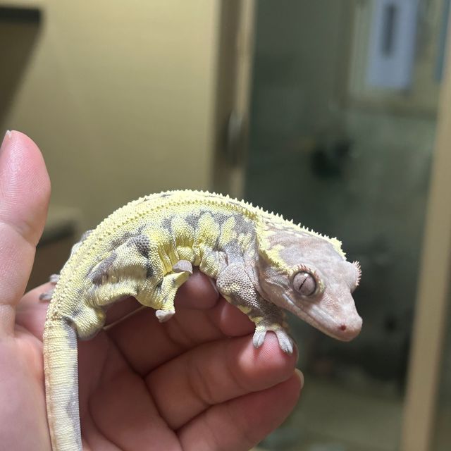 프라푸치노