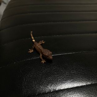 챠콜 다크