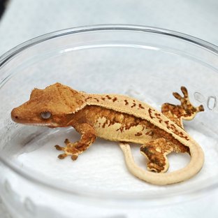 골디x레이