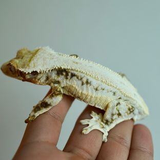 릴리화이트 트라이