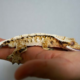 노멀 익스트림할리퀸