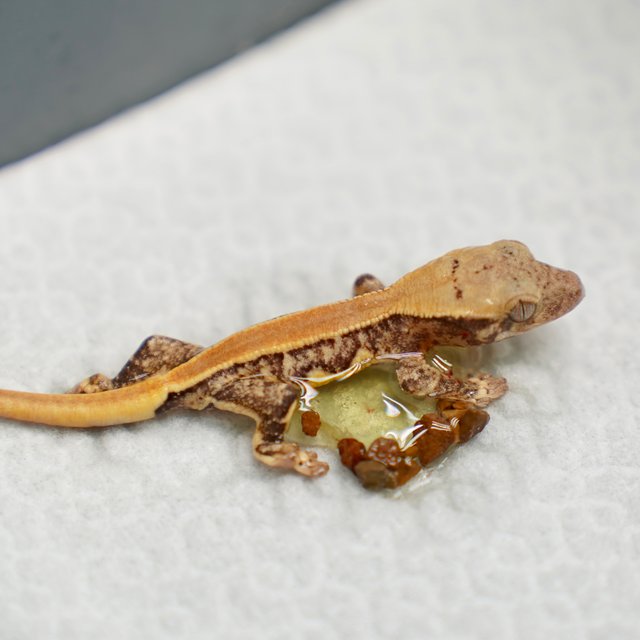 릴리화이트 트라이