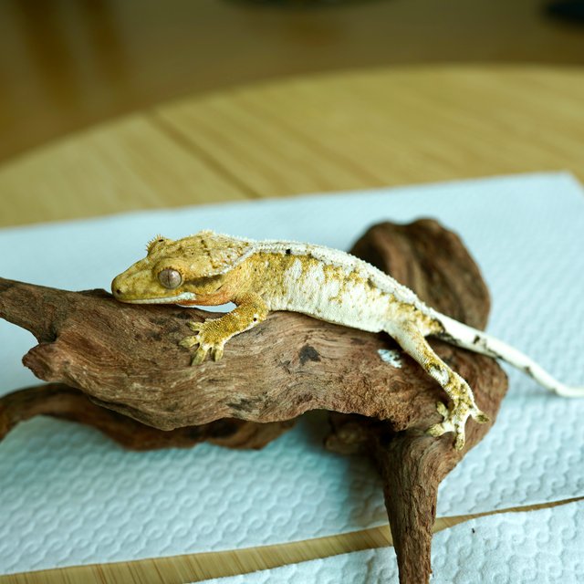 노멀