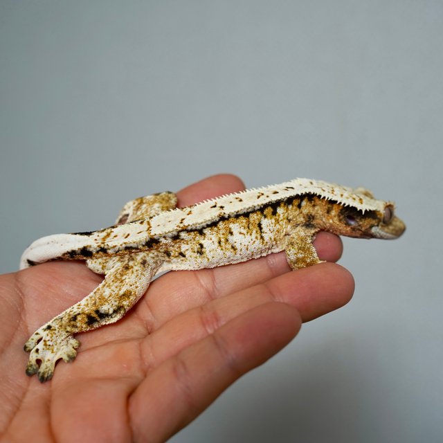 노멀 익스트림할리퀸