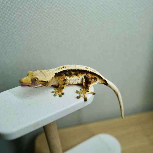 노멀 트라이
