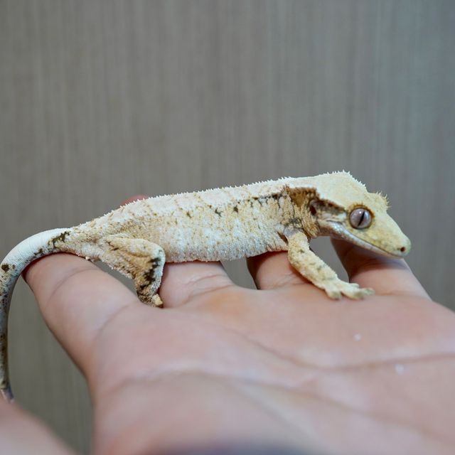 노멀
