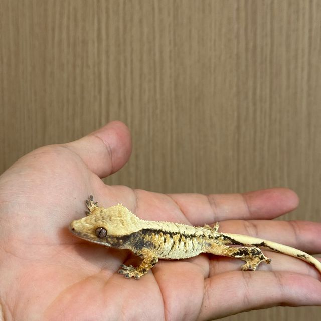노멀