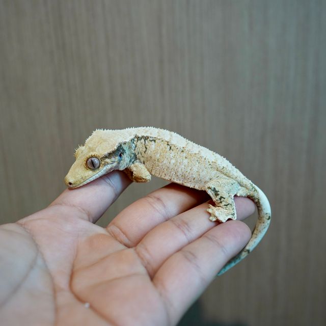 노멀