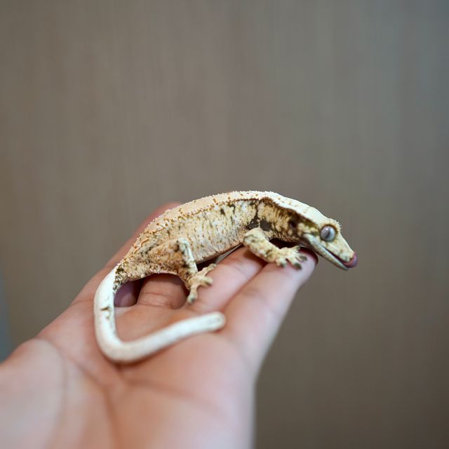 노멀