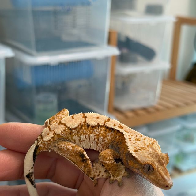 텐저린 트라이