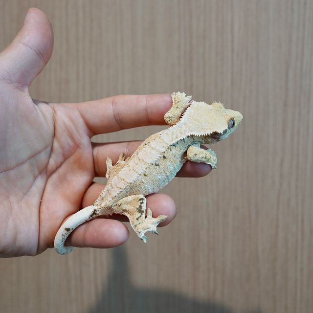 노멀