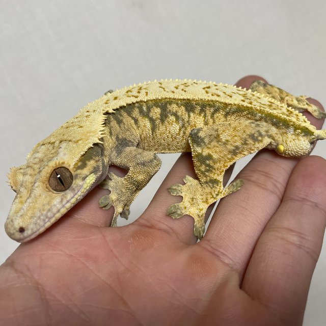 노멀 핀스트라이프