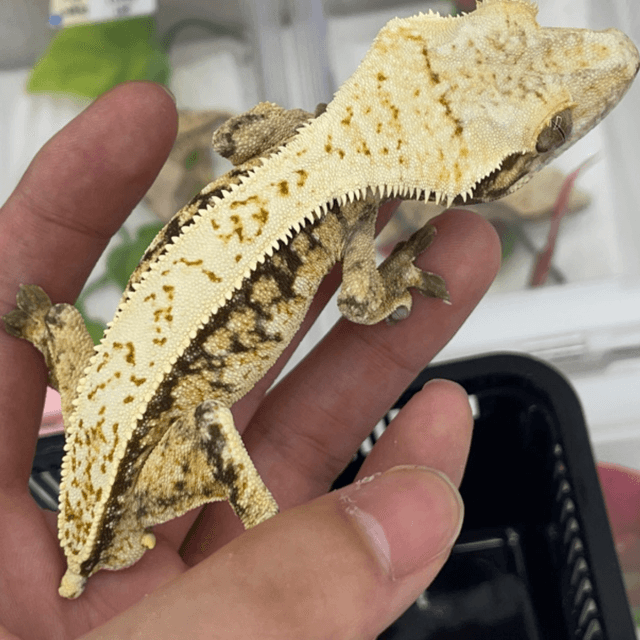 노멀 핀스트라이프