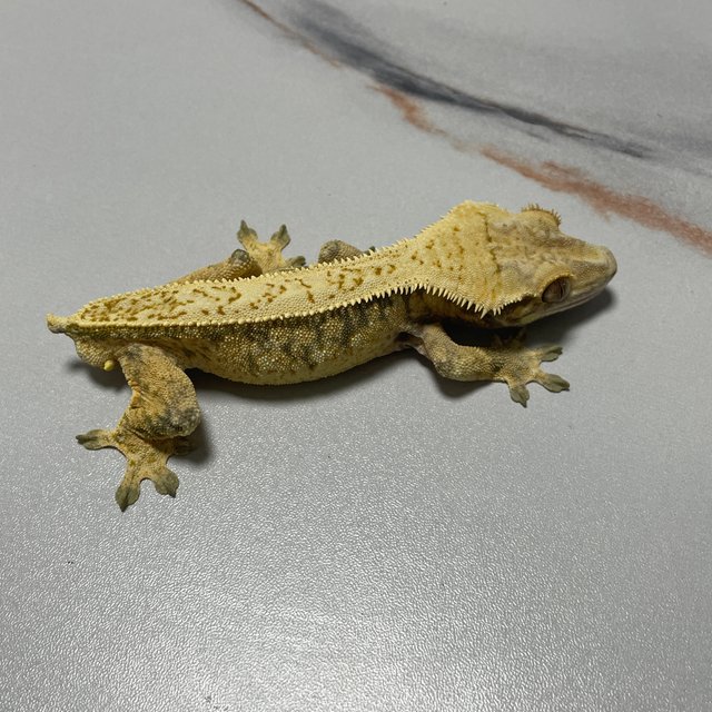 노멀 핀스트라이프